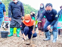 Momen Langka Gubernur Jatim Tanam Mangrove di Pacitan