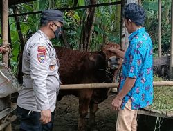 Cegah Kepanikan Peternak Terkait PMK, Bripka Latip Sosialisasi dan Pantau Langsung Hewan Ternak