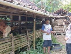 Door To Door Cara Bhabinkamtibmas Bripka Latip Cegah PMK