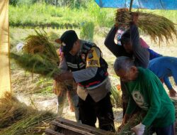 Warga Wadul kepada Pak Bhabin Bripka Latip, 5 Biangkerok Hasil Panen Padi Menurun 50 Persen