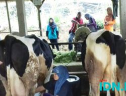 Dukung Makan Siang Gratis, Sapi Perah Pacitan Dipacu Produksi Susu