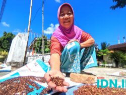 Komoditas Cengkeh di Pacitan Minim, Diperlukan Peremajaan untuk Tingkatkan Produksi