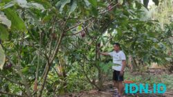 Kakao yang dibudidayakan warga Wonosido, Kecamatan Tulakan yang berbuah terus. (Foto: Al Ahmadi/BeritaIDN)