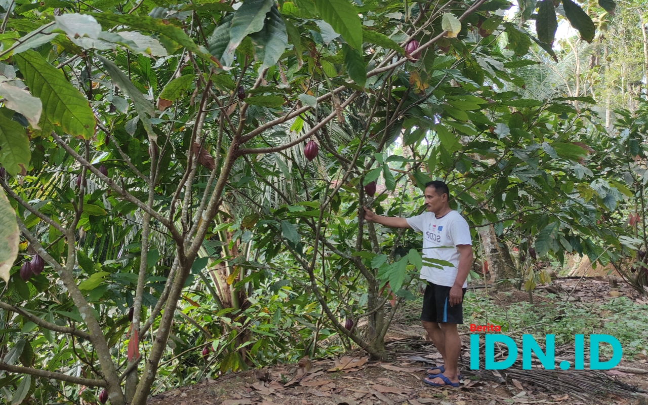 Kakao yang dibudidayakan warga Wonosido, Kecamatan Tulakan yang berbuah terus. (Foto: Al Ahmadi/BeritaIDN)