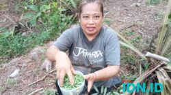 Nurjanah tengah menunjukkan hasil buruannya, kepompong johar di hutan sekitar rumahnya, Minggu, 17 November 2024. (Foto: Al Ahmadi/Ketik.co.id)