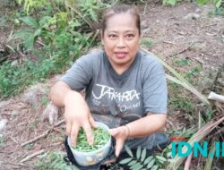 Tak Ada Lauk, Kepompong Pun Jadi: Kuliner Unik Kaya Protein dari Pacitan