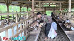 Seorang santri Ponpes Jonawi Enterpreneur Pacitan tampak memberikan pakan ternak ratusan kambing, Sabtu, 4 Januari 2024. (Foto: Diki Kurnia/BeritaIDN)