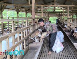 Santri Jonawi Pacitan Dilatih Budidaya Kambing Sejak Dini