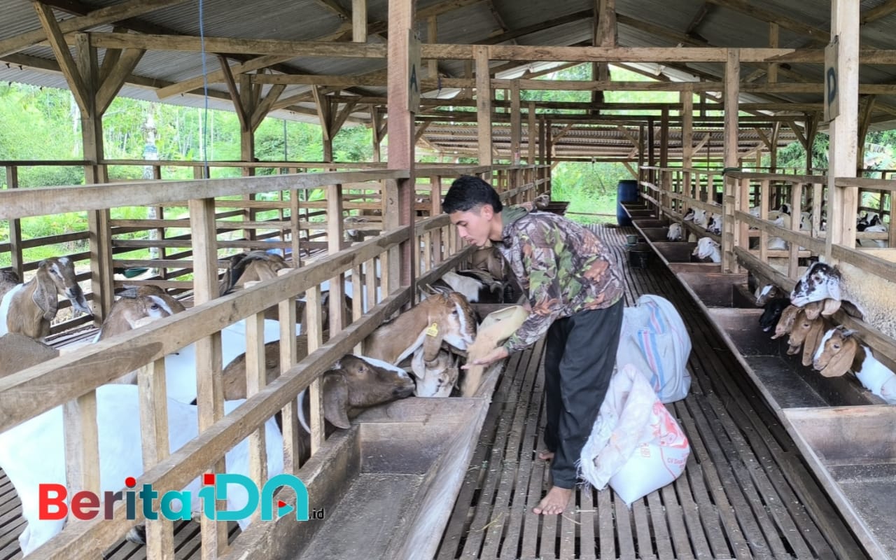 Seorang santri Ponpes Jonawi Enterpreneur Pacitan tampak memberikan pakan ternak ratusan kambing, Sabtu, 4 Januari 2024. (Foto: Diki Kurnia/BeritaIDN)