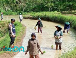 Bhabinkamtibmas Kalikuning Dukung Ketahanan Pangan dengan Sambangi Petani di Pacitan