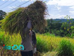 Polisi Gerak Ketahanan Pangan, Aipda Latip Panen Padi Bareng Warga di Pacitan