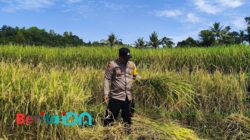 Ramadan Pemicu Semangat Polisi di Pacitan Terus Bergerak Dukung Ketahanan Pangan