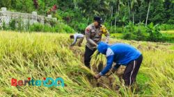 Bhabinkamtibmas Polsek Tulakan Pacitan Panen Padi Bersama Petani di Desa Kalikuning