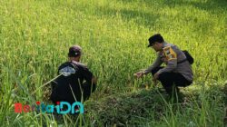 Polisi Penggerak Ketahanan Pangan melalui Pemantauan dan Diskusi Bareng Petani di Pacitan