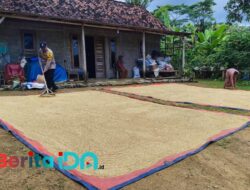 Polres Pacitan Dukung Ketahanan Pangan Lewat Pemantauan Panen di Desa Kalikuning