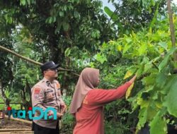 Polres Pacitan Polda Jatim Mendukung Ketahanan Pangan, Aipda Latip Tinjau Pekarangan Bergizi