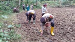 Polres Pacitan Dukung Ketahanan Pangan Lewat Penanaman Jagung di Desa Jatigunung