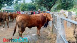 Menjelang Iduladha, Harga Sapi dan Kambing di Pasar Hewan Pacitan Anjlok