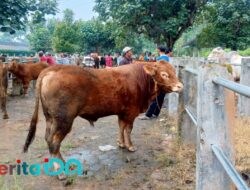 Menjelang Iduladha, Harga Sapi dan Kambing di Pasar Hewan Pacitan Anjlok