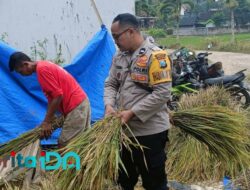 Bhabinkamtibmas Polres Pacitan Bantu Petani Panen Padi di Tengah Serangan Hama