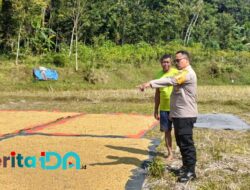 Polisi di Pacitan Pantau Hasil Panen Petani, Dilanjutkan Edukasi