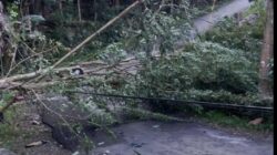 Pohon Tumbang Timpa Kabel Listrik, Akses Jalan Jetak-Pentung Lumpuh