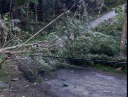 Pohon Tumbang Timpa Kabel Listrik, Akses Jalan Jetak-Pentung Lumpuh