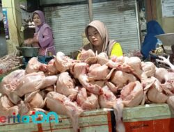 Harga Ayam Potong di Pasar Arjowinangun Pacitan Meroket Jelang Nataru, Pedagang Menjerit