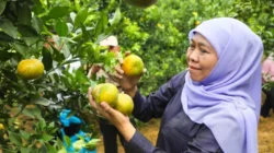 Jatim Penghasil Jeruk Terbesar Nasional