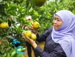 Jatim Penghasil Jeruk Terbesar Nasional