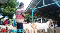 Harga Kambing di Pacitan Lesu, Peternak Sapi Beralih ke Kambing