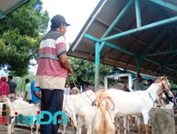 Harga Kambing di Pacitan Lesu, Peternak Sapi Beralih ke Kambing