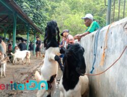 Harga Kambing di Pasar Pon Pacitan Anjlok Tajam, Pedagang Terpaksa Banting Harga