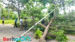 Sudah Dilaporkan Warga, Pohon dan Kabel Jaringan Tetap Tumbang di Sumberharjo Pacitan