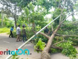Sudah Dilaporkan Warga, Pohon dan Kabel Jaringan Tetap Tumbang di Sumberharjo Pacitan