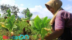 Dana Cukai Disunat, Bantuan Petani Tembakau Pacitan Terancam Mandek