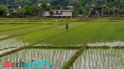 Lahan Pertanian Terus Menyusut, DKPP Klaim Padi Pacitan Masih Surplus