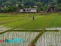 Lahan Pertanian Terus Menyusut, DKPP Klaim Padi Pacitan Masih Surplus