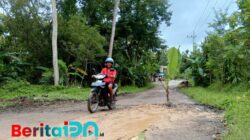 Tanam Pisang di Jalan Rusak, Warga Sentil Pemkab Pacitan agar Segera Bertindak