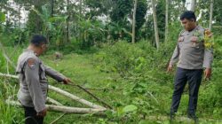 Pergi Ambil Perkakas, Warga Ngadirojo Pacitan Tewas Tertimpa Sengon saat Hujan Angin
