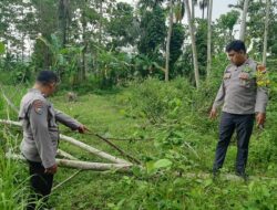 Pergi Ambil Perkakas, Warga Ngadirojo Pacitan Tewas Tertimpa Sengon saat Hujan Angin