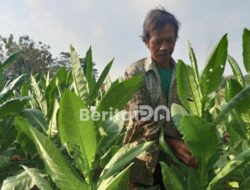 Pemkab Pacitan Siapkan Rp3 Miliar DBHCHT 2026 untuk 6.016 Penerima