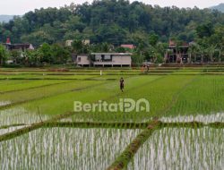 Lahan KDMP Dicoret, Pemkab Pacitan Kunci 12.433 Hektare Sawah Agar Tak Beralih Fungsi