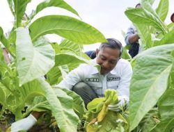 Harga Tembakau di Pacitan Naik, Berkah untuk Petani